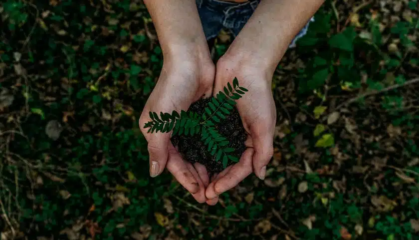 Plant in someone's hands Willow Chiropractic