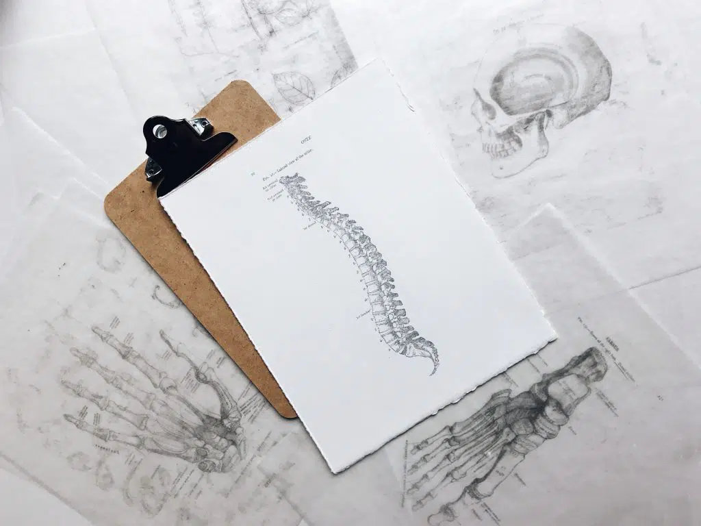Spinal drawing on clipboard